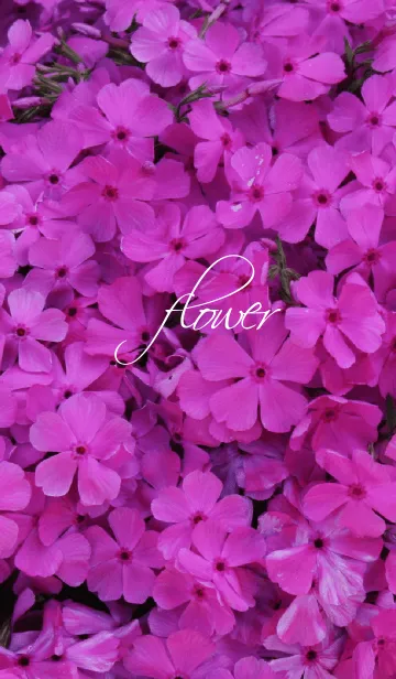 [LINE着せ替え] flower pink theme.の画像1