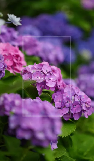 [LINE着せ替え] いろいろ紫陽花の画像1