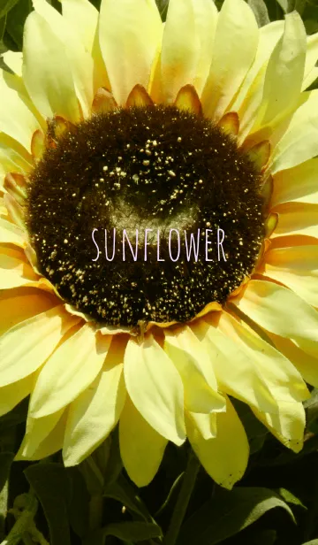 [LINE着せ替え] sun flower！の画像1