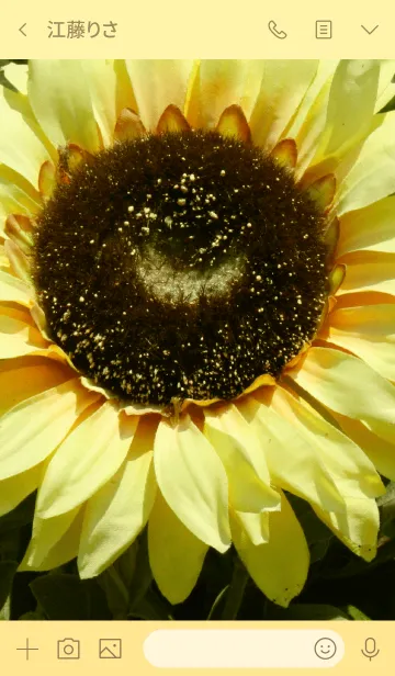 [LINE着せ替え] sun flower！の画像3