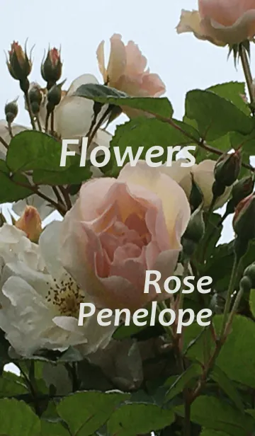 [LINE着せ替え] 花 ： バラ ペネロープ ; シンプルの画像1