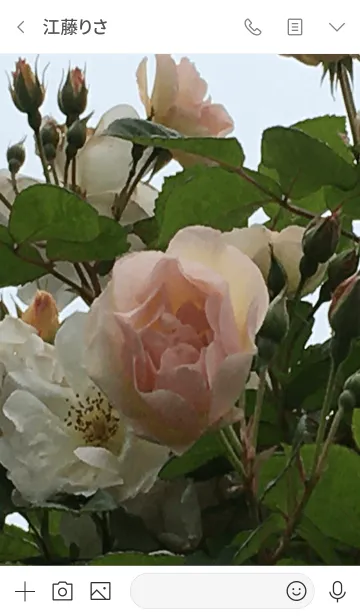 [LINE着せ替え] 花 ： バラ ペネロープ ; シンプルの画像3