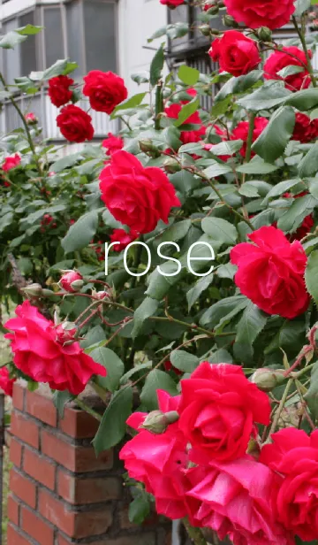 [LINE着せ替え] rose theme！の画像1