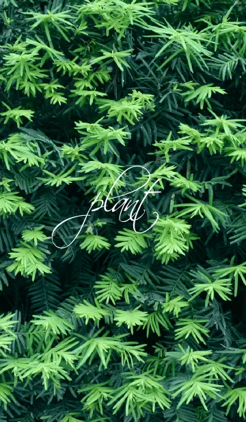 [LINE着せ替え] green plant.の画像1