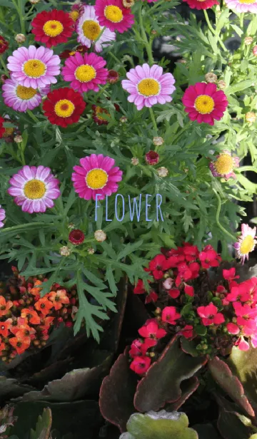 [LINE着せ替え] plant flowerの画像1