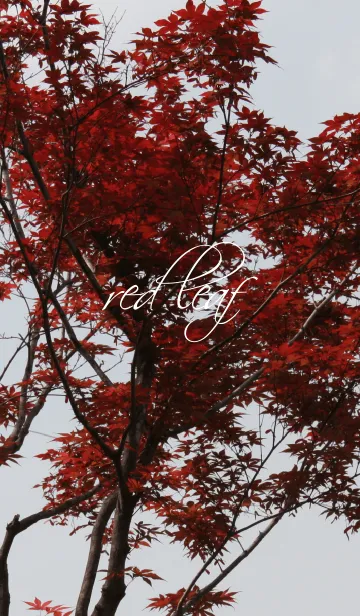 [LINE着せ替え] red leaf.の画像1