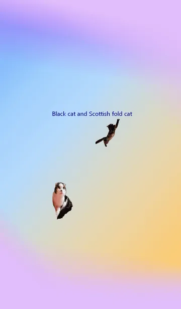 [LINE着せ替え] 黒猫のとスコティッシュフォールド猫の画像1