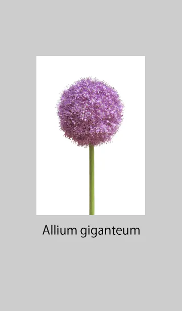 [LINE着せ替え] アリウム‣ギガンチュームの画像1