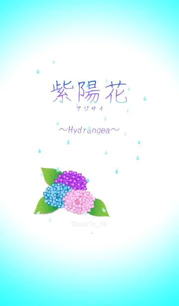 [LINE着せ替え] 1-1 紫陽花(あじさい) 〜Hydrangea〜の画像1