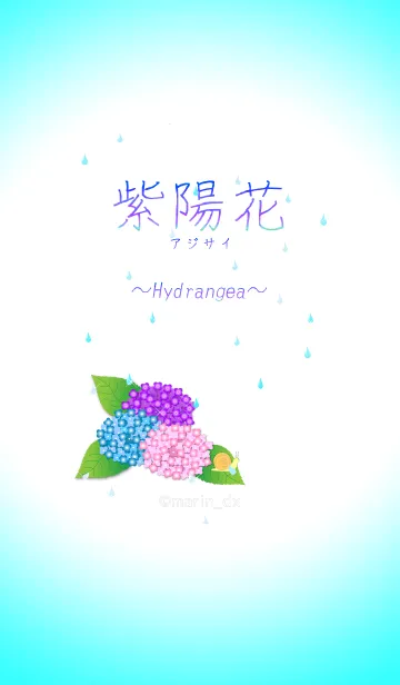 [LINE着せ替え] 2-1 紫陽花(あじさい) 〜Hydrangea〜の画像1
