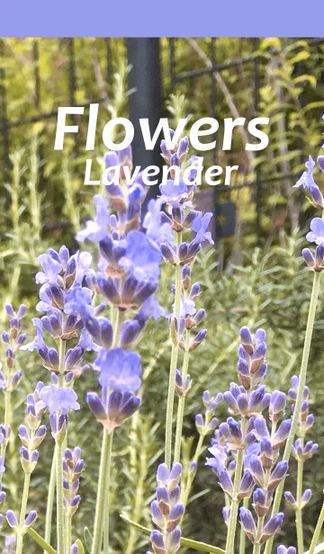 [LINE着せ替え] 花；ハーブ; ラベンダーの画像1