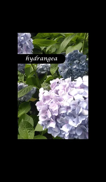 [LINE着せ替え] 紫陽花hydrangea3の画像1