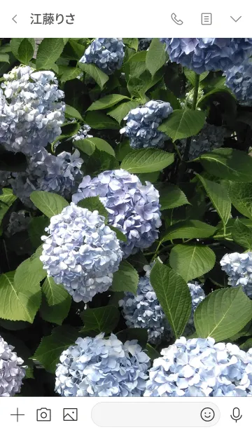 [LINE着せ替え] 紫陽花hydrangea3の画像3