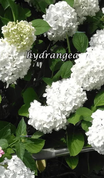 [LINE着せ替え] 白い紫陽花 hydrangeaの画像1
