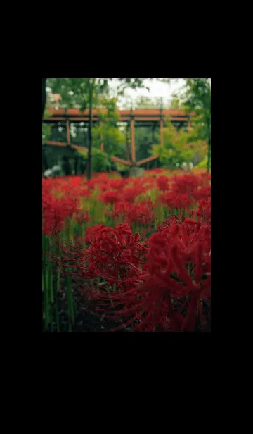 [LINE着せ替え] 彼岸花の花畑の画像1