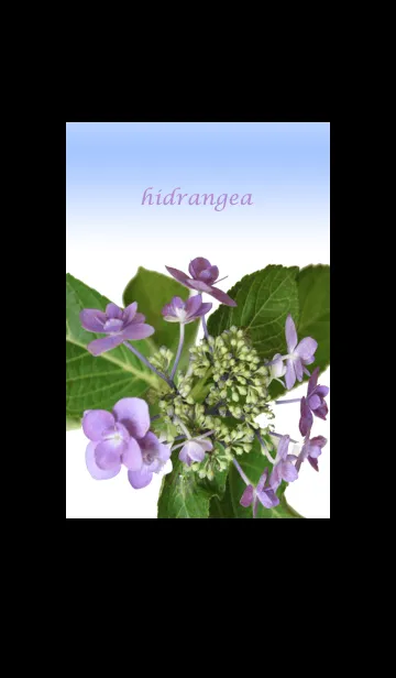 [LINE着せ替え] 紫陽花hydrangea2の画像1