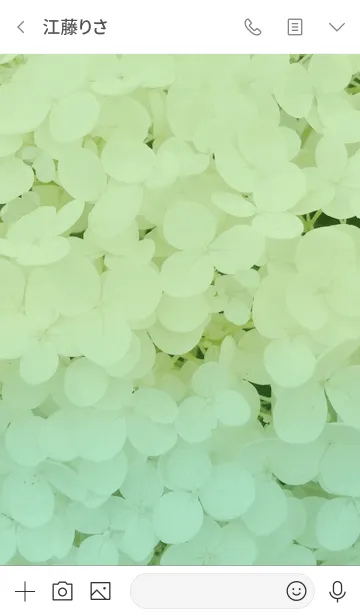 [LINE着せ替え] 紫陽花 hydrangea(green)の画像3