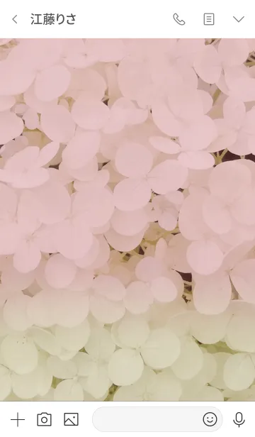 [LINE着せ替え] 紫陽花 hydrangea(pink)の画像3