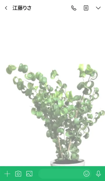 [LINE着せ替え] フィカス ベンジャミンバロックの画像3