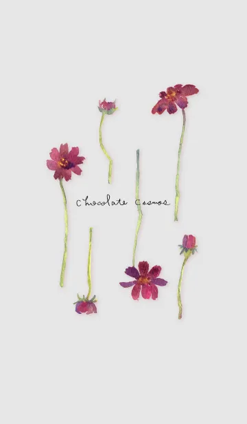 [LINE着せ替え] チョコレートコスモスの花。水彩の画像1