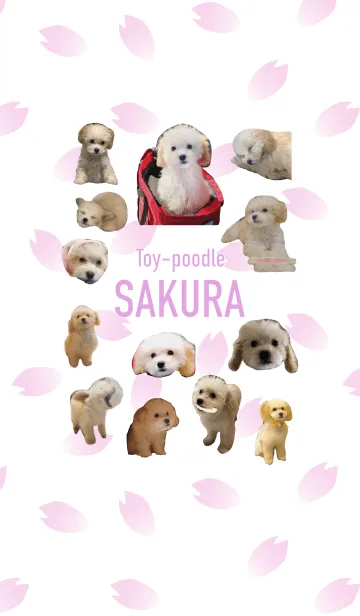 [LINE着せ替え] Toy-poodle SAKURAの画像1