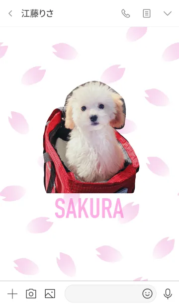 [LINE着せ替え] Toy-poodle SAKURAの画像3