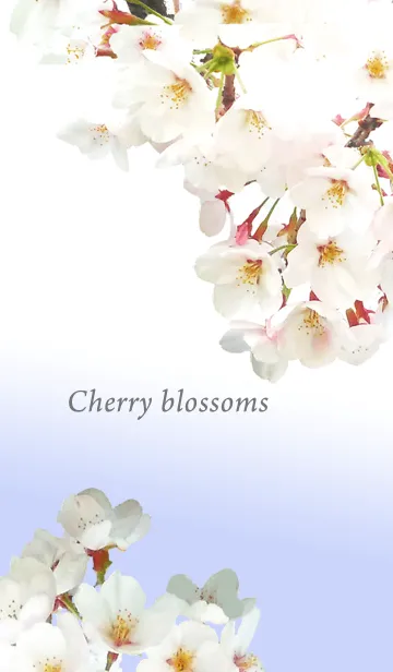 [LINE着せ替え] Cherry Blossoms 桜2の画像1