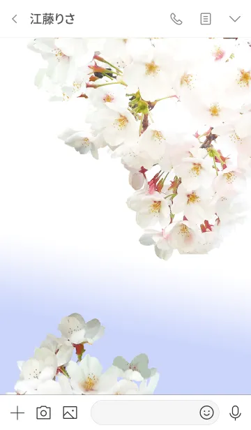 [LINE着せ替え] Cherry Blossoms 桜2の画像3