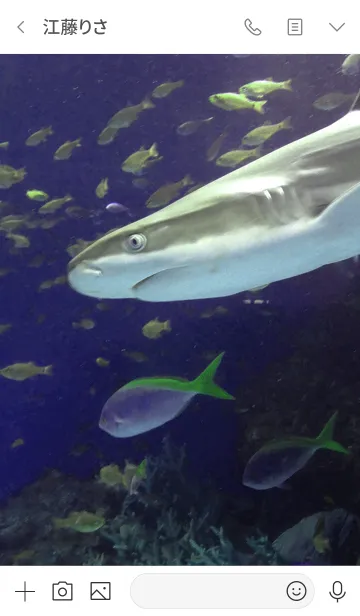 [LINE着せ替え] Aquarium5 サメの画像3