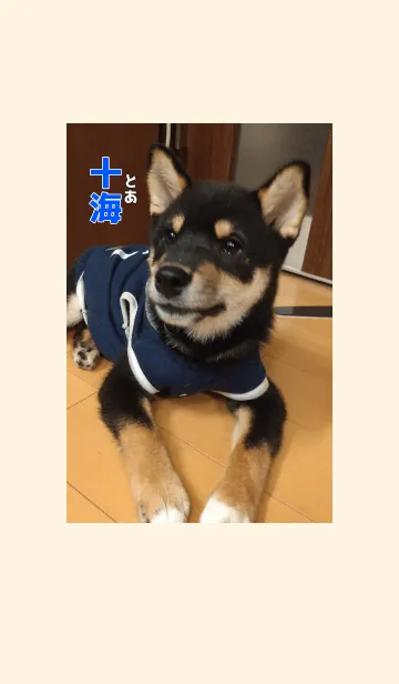 [LINE着せ替え] 黒柴犬クゥの子ども達 1-とあの画像1