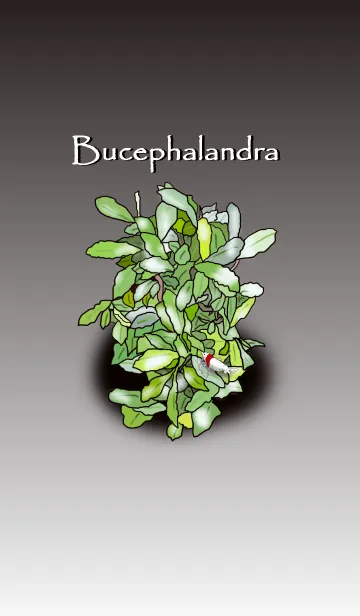 [LINE着せ替え] Bucephalandraの画像1
