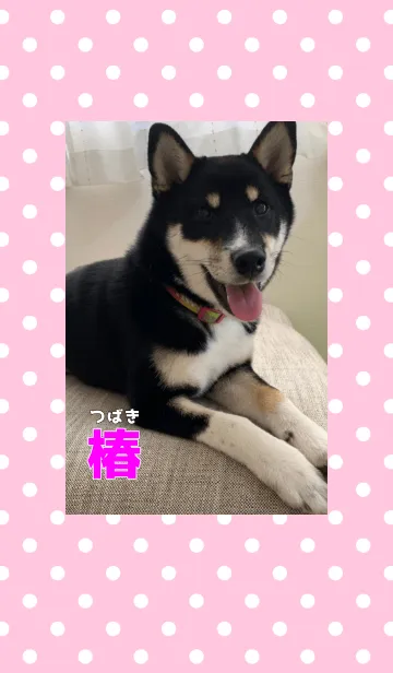 [LINE着せ替え] 黒柴犬クゥの子ども達 4-つばきの画像1