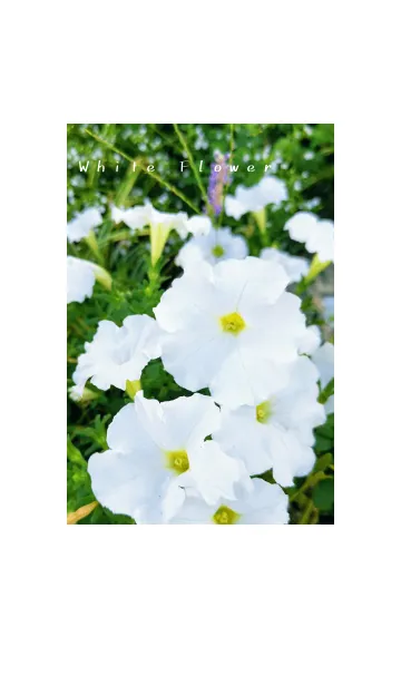 [LINE着せ替え] 白い花の画像1