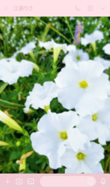 [LINE着せ替え] 白い花の画像3